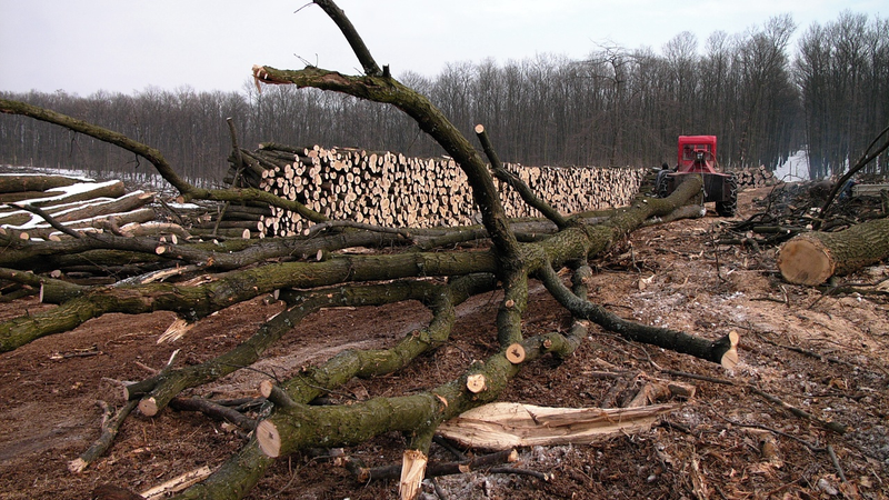Illustration for article titled A First-Hand Look At Europe's Monster Logging Machines